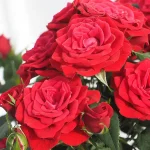 Rose Amore Kordana 21cm Pot