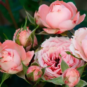 Rose Chica Kordana 21cm Pot