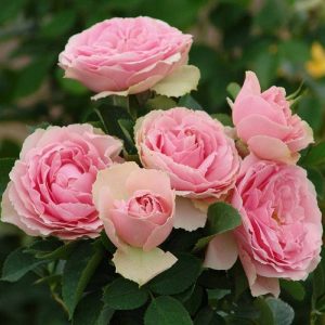 Rose Clarens Centenary 5lt