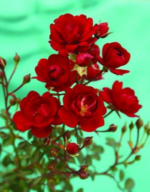 Rose 'Fairy King' 21cm Pot