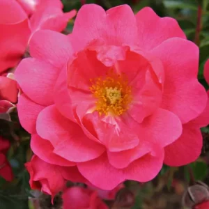 Rose Flower Carpet Pink Supreme 20cm Hanging Basket