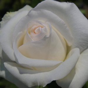 Free and Loyal Rose 5lt