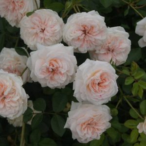 Granny Dearest Rose 5lt