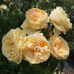 Lioness Grandirosa Rose 5lt