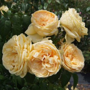 Lioness Grandirosa Rose 5lt