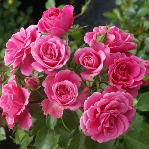 Rose 'Little Pink Hedge' 21cm Pot