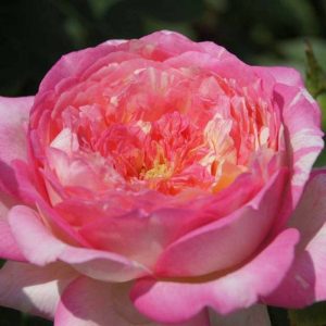 Never Ending Story Rose 5lt