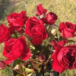 Red Rover Rose 5lt