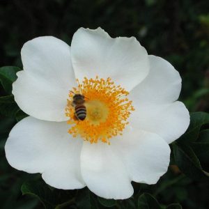 Rosa Braceata McCartney Rose 5lt