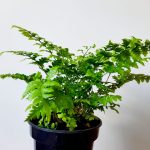 Rumohra-adiantiformis-14cm.jpeg Leatherleaf Fern 14cm Pot