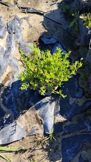 Ruschia Macowanii 4lt