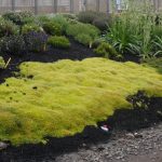 Sagina Subulata (Scotch Moss Aurea) 15cm Pot