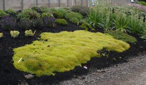 Sagina Subulata (Scotch Moss Aurea) 15cm Pot