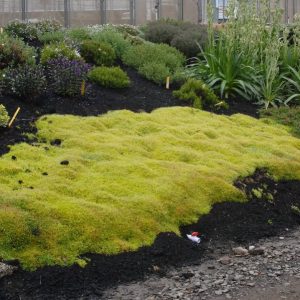 Sagina Subulata (Scotch Moss Aurea) 15cm Pot