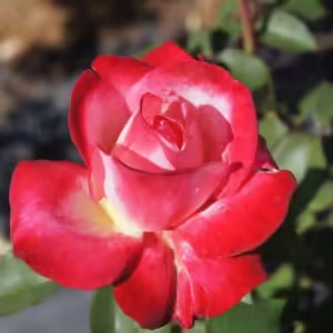 Saints’ Jubilee Hybrid Tea Rose 5lt