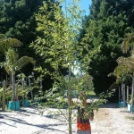 Salix Capensis 70lt