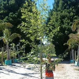 Salix-capensis.webp Salix Capensis 70lt