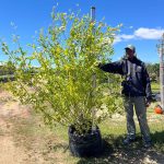Salix Mucronata 100lt