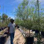 Salix Mucronata 125lt