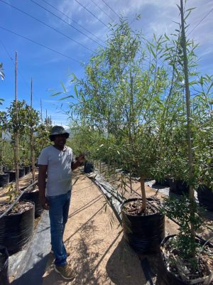 Salix Mucronata 125lt