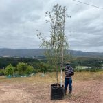 Salix Mucronata 125lt