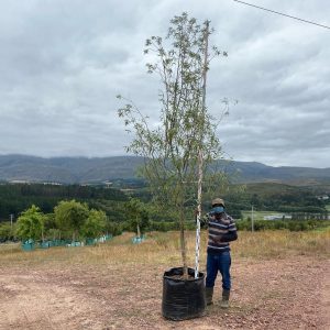 Salix Mucronata 125lt