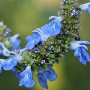 Salvia 'Beautiful Blue' 15cm Pot