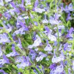 Salvia Chamelaeagnea (Blue) 15cm Pot