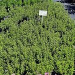 Salvia 'Eversage Blue' 15cm Pot