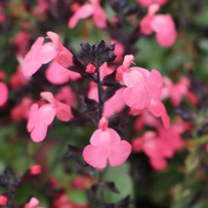 Salvia Greggii 'Mirage Pink' 15cm Pot