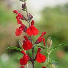 Salvia Greggii 'Radio Red' 15cm Pot
