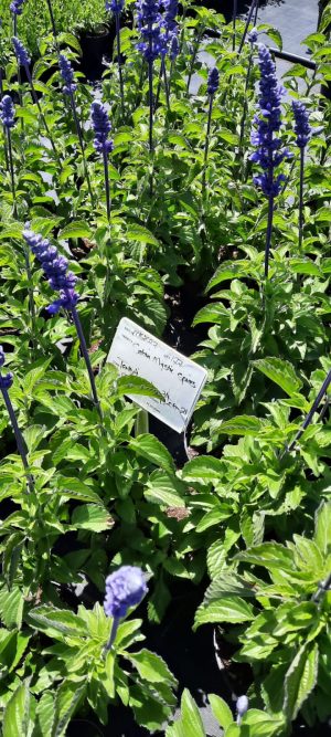 Salvia 'Mystic Spires' 19cm Pot