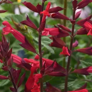 Salvia 'Red Roman' 19cm Pot