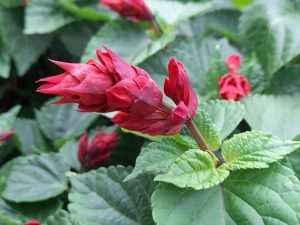 Salvia 'Rockin' Red Flamingo' 15cm Pot