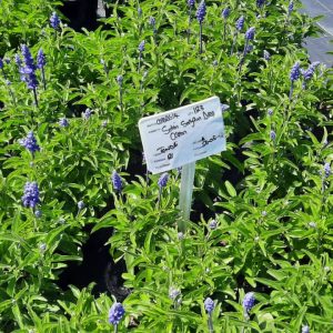 Salvia Farinacea 'Sallyfun Deep Ocean' 15cm Pot