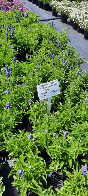 Salvia Farinacea 'Sallyfun Deep Ocean' 15cm Pot