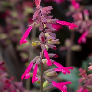 Salvia 'Salmia Dark Purple' 19cm Pot