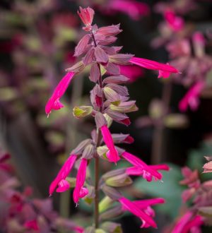 Salvia 'Salmia Dark Purple' 17cm Pot