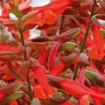 Salvia 'Salmia Orange' 17cm Pot