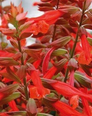 Salvia 'Salmia Orange' 17cm Pot