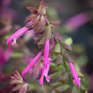 Salvia 'Salmia Pink' 17cm Pot