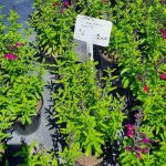 Salvia Greggii 'Mirage Burgundy' 15cm Pot