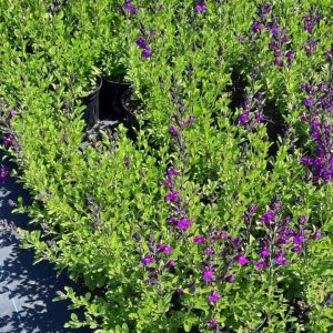 Salvia Greggii 'Mirage Deep Purple' 15cm Pot