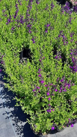 Salvia Greggii 'Mirage Deep Purple' 15cm Pot