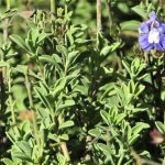 Salvia Muirii 15cm Pot