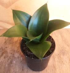 Sansevieria Hahnii (Dark Green) 12cm Pot