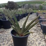 Sansevieria Pearsonii 17cm Pot