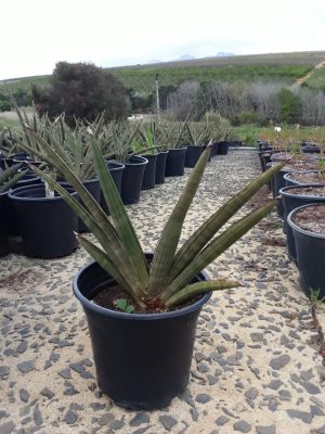 Sansevieria Pearsonii 17cm Pot
