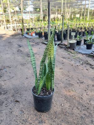 Sansevieria Trifasciata 23cm Pot