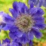 Scabiosa-Fama-Deep-Blue-17cm-Pot.jpg Scabiosa Fama Deep Blue 15cm Pot